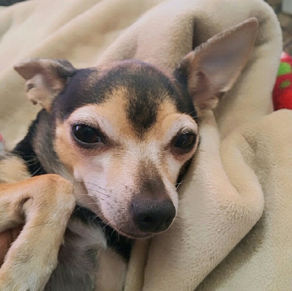 Meet your Posher, Tia - Picture 1 of 1